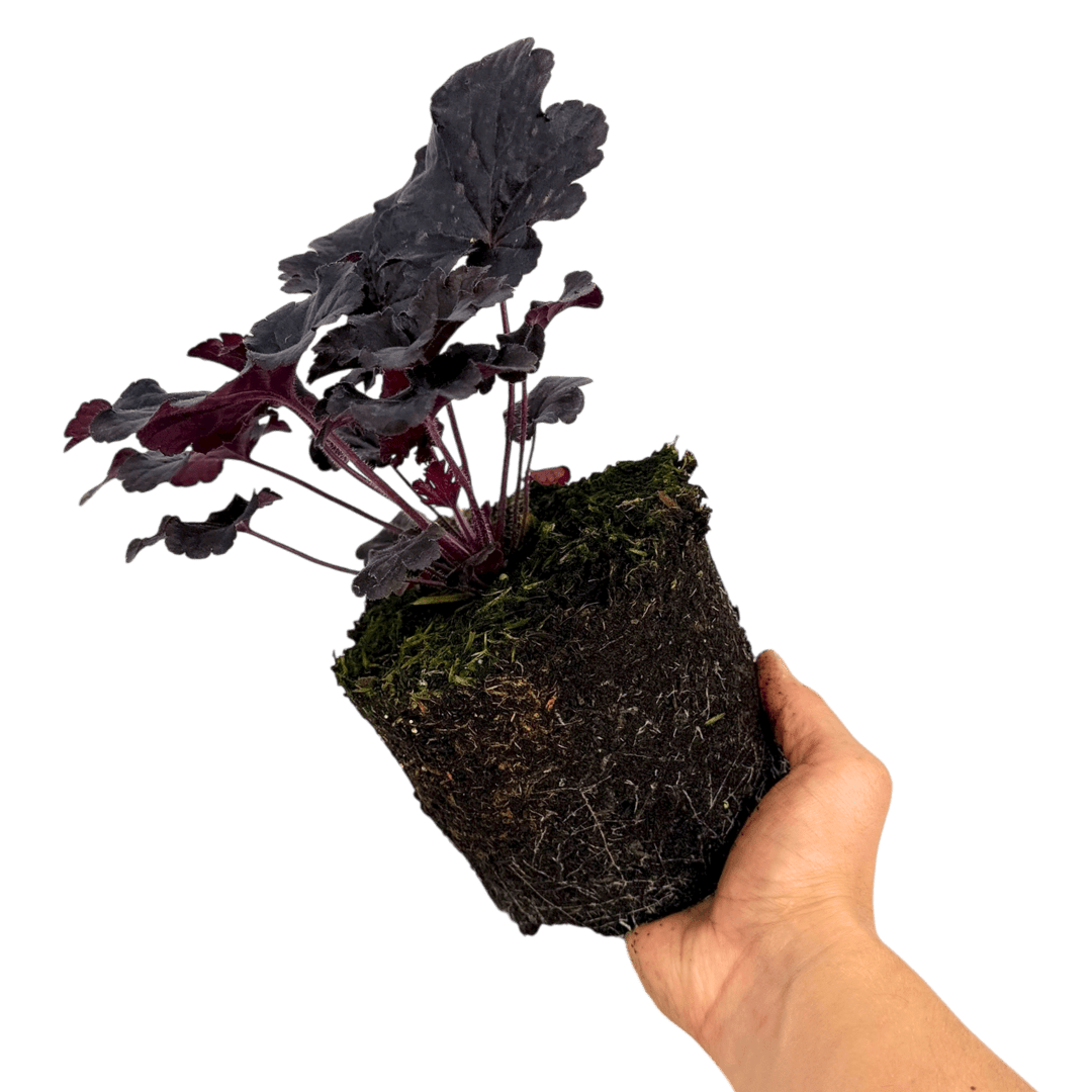 Heuchera Obsidian - Frankton's
