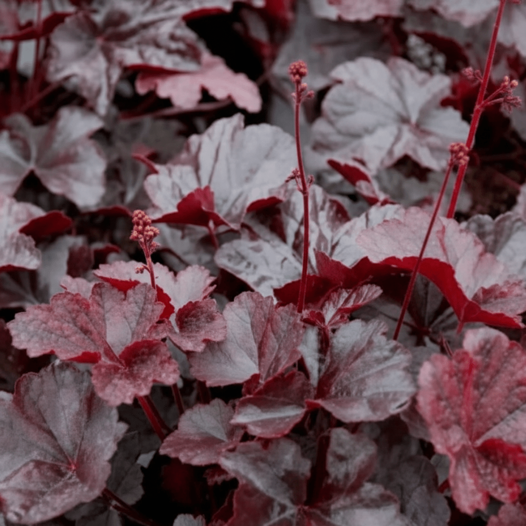 Heuchera Obsidian - Frankton's