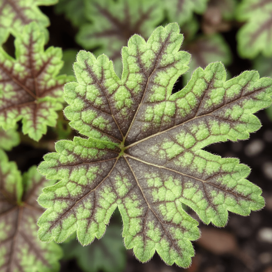 Heuchera Tapestry - Frankton's