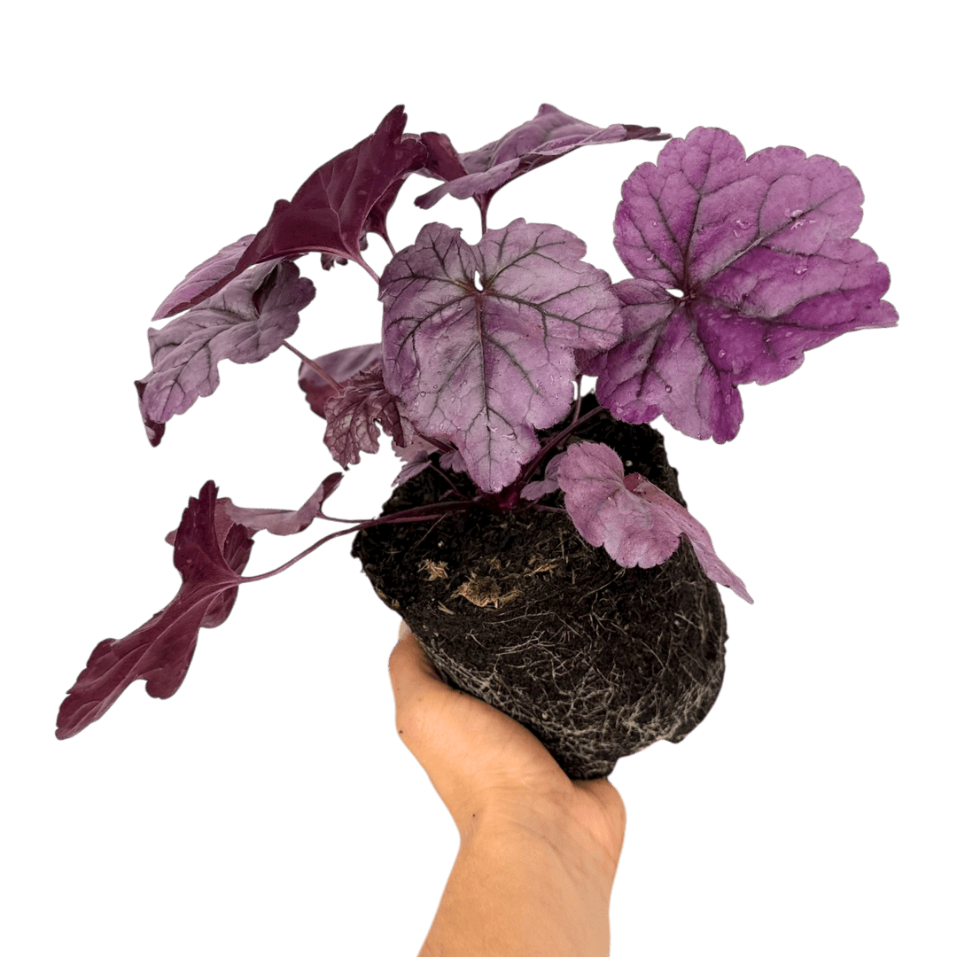 Heuchera Wildberry - Frankton's