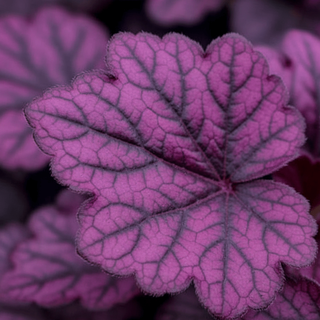 Heuchera Wildberry - Frankton's