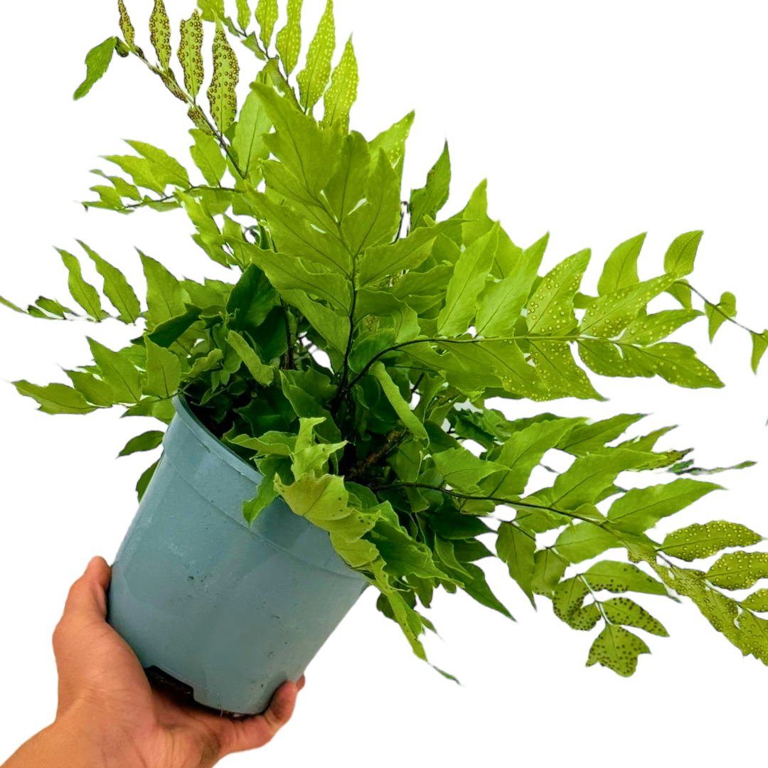 Holly Fern Cyrtomium Fortunei - Frankton's