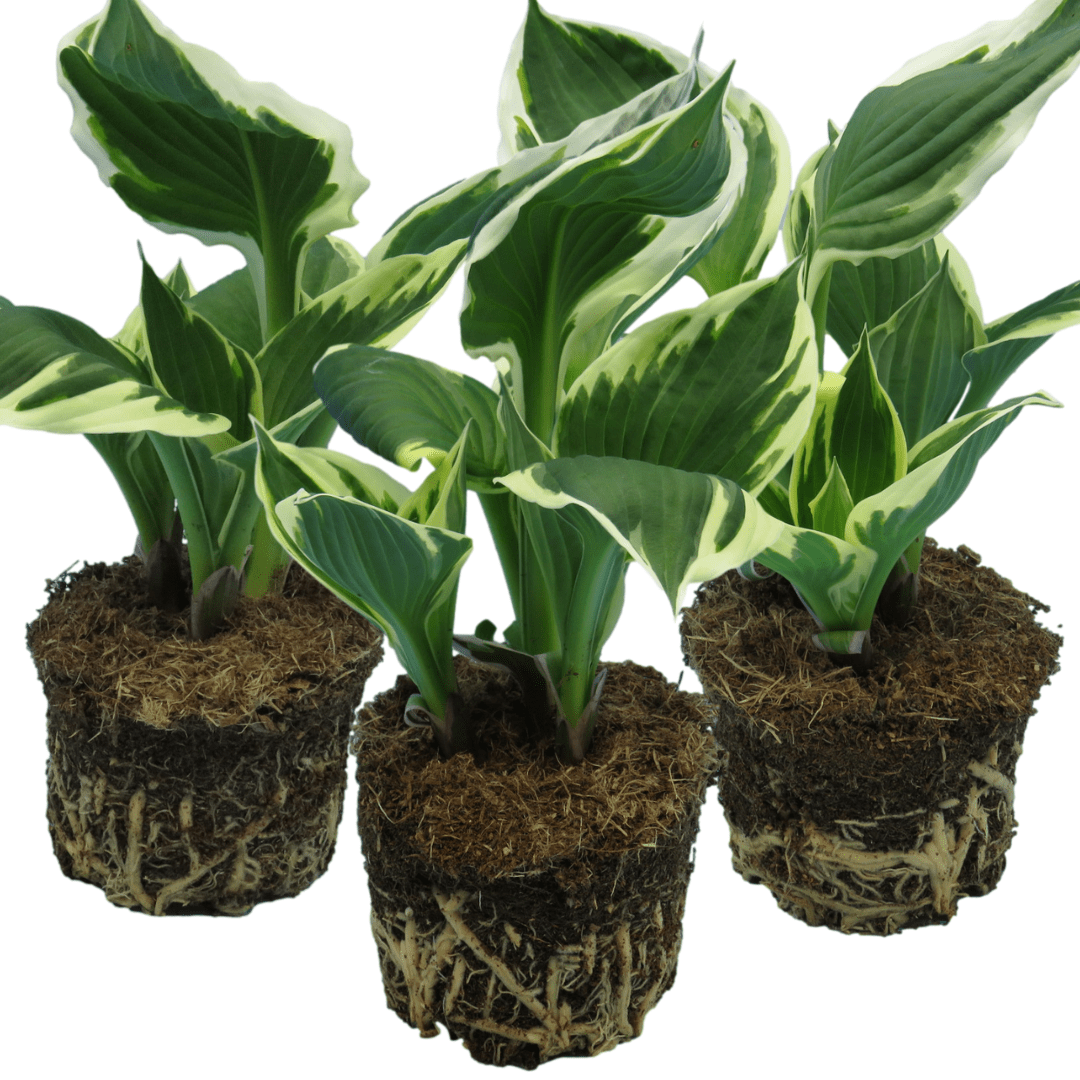 Hosta Francee - Frankton's
