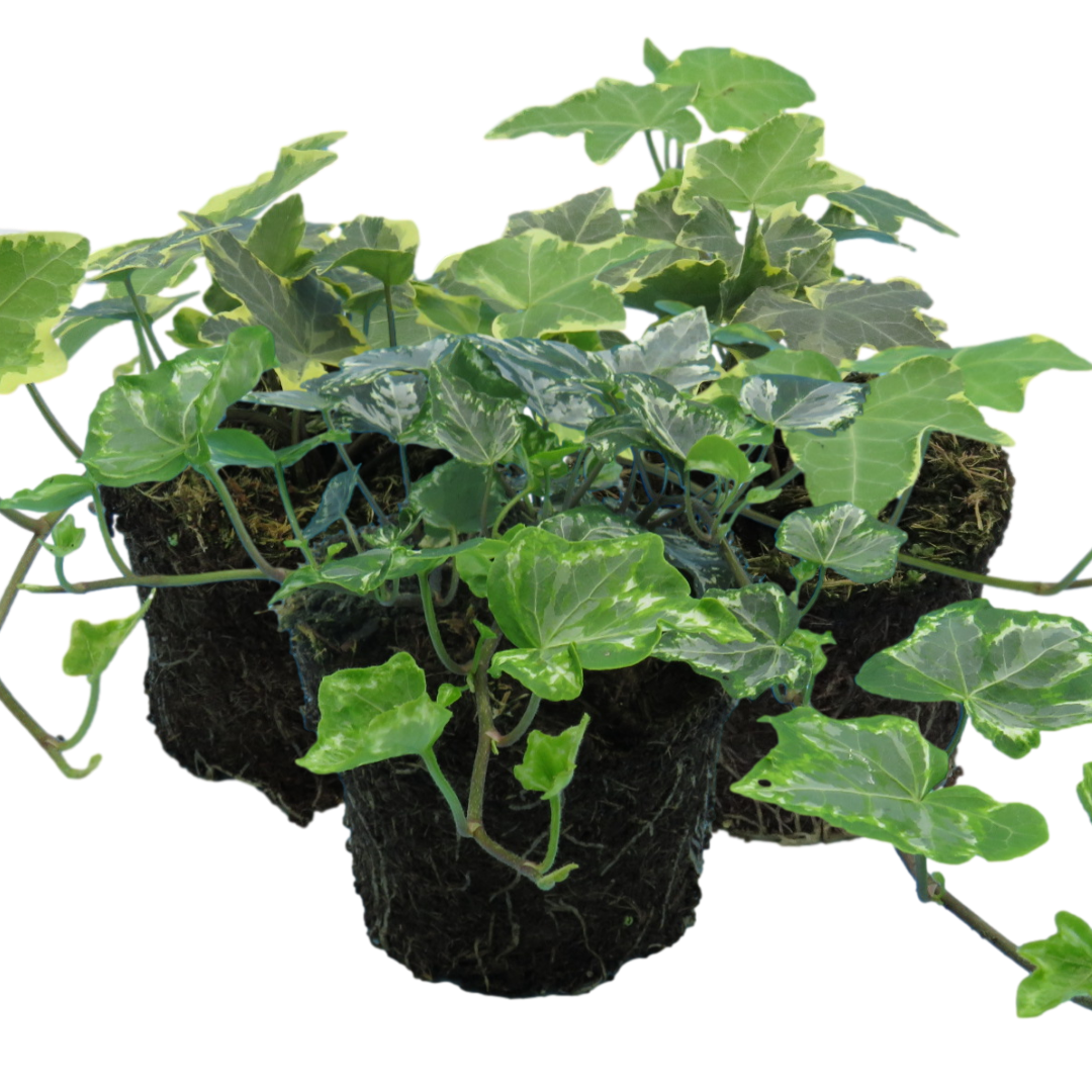 Ivy Growers Selection - Frankton's