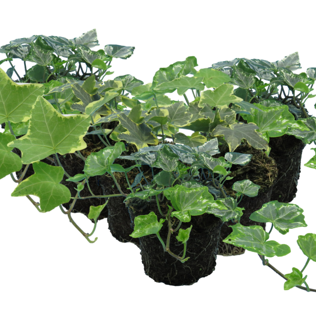 Ivy Growers Selection - Frankton's