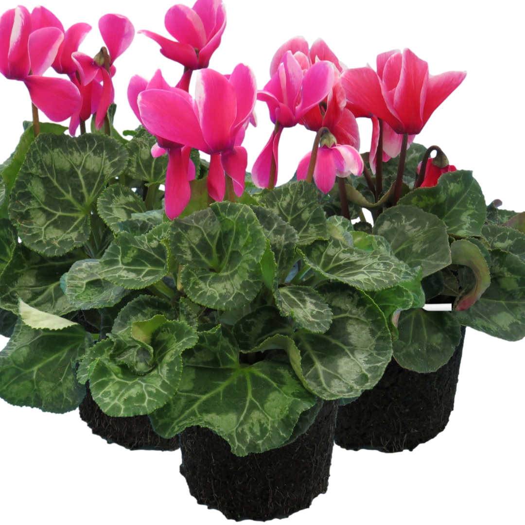 Large Cyclamen Bicolour Growers Selection - Frankton's