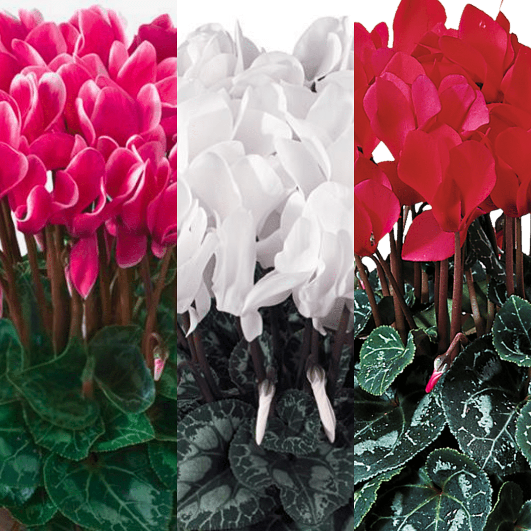 Large Cyclamen Flame Growers Selection - Frankton's