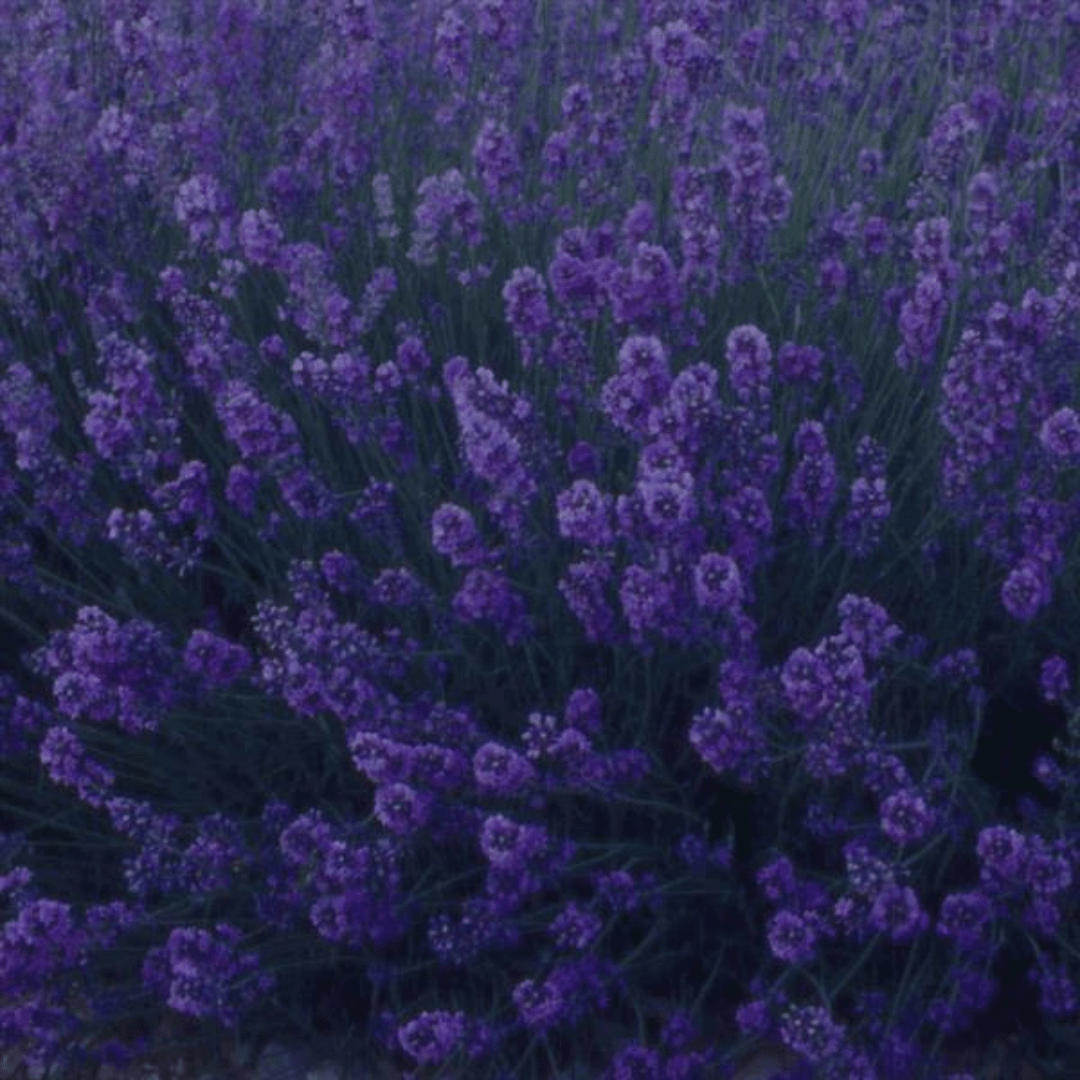 Lavender Dark Blue - Frankton's