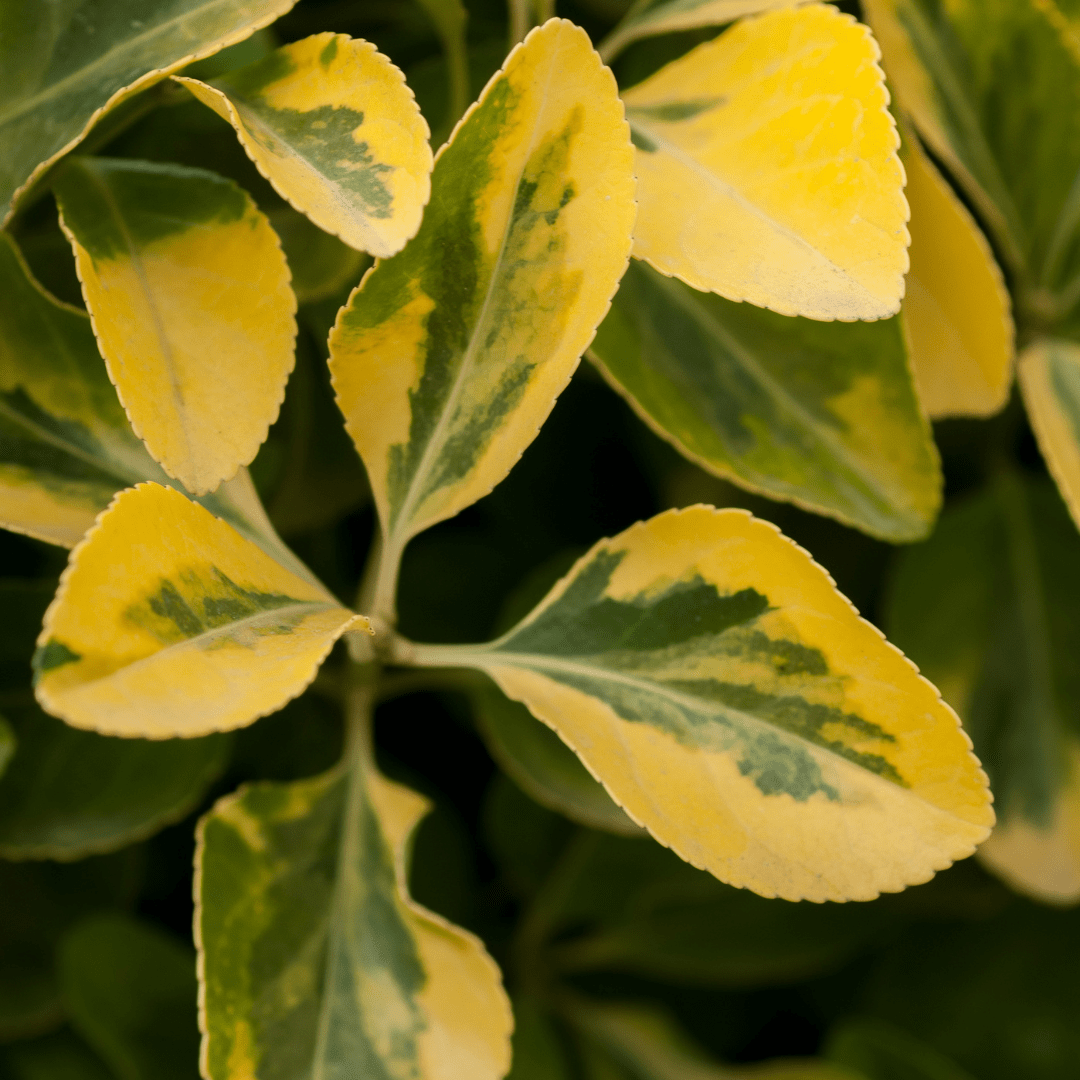 Ligustrum Aureum - Frankton's