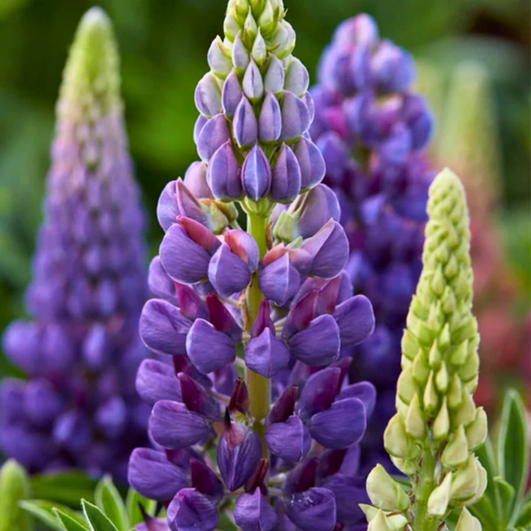 Lupin Legendary Blue Shades - Frankton's