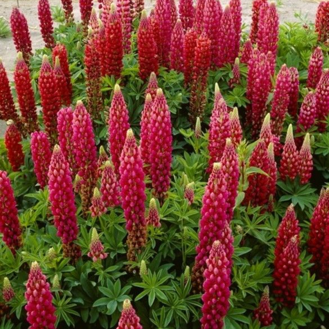 Lupin Legendary Red Shades - Frankton's