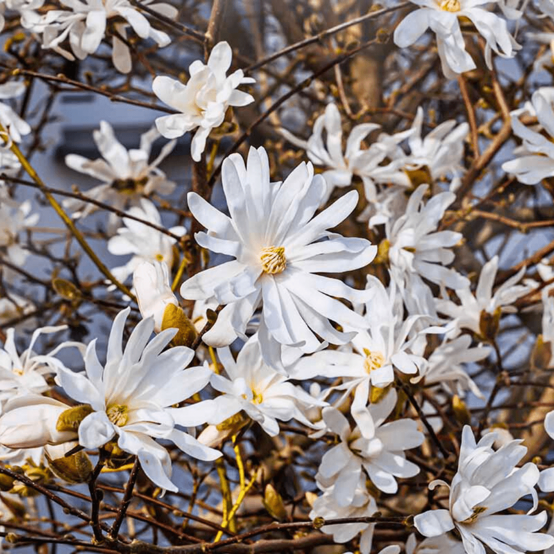 Magnolia Stellata - Frankton's