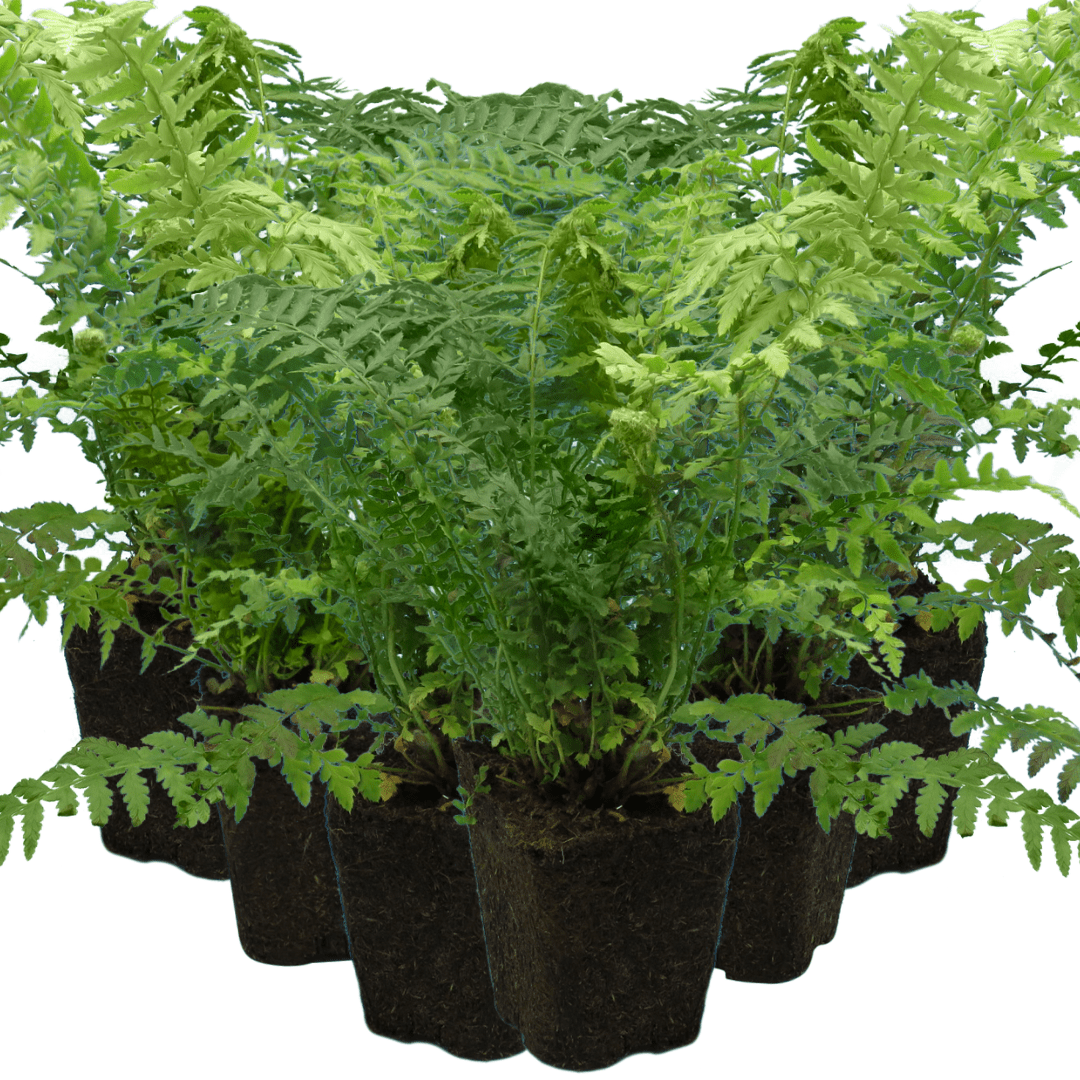 Male Fern - Frankton's