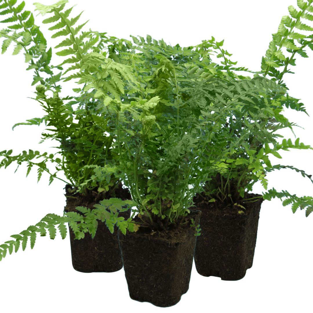 Male Fern - Frankton's
