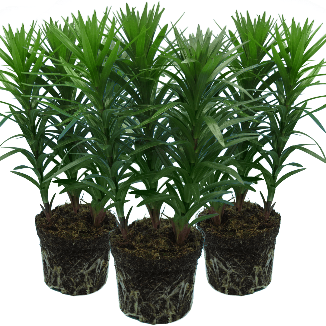 Mixed of 3 or 6 Large, Garden-Ready Lily Plants - Orange, Red & Yellow Flower Colours - Frankton's