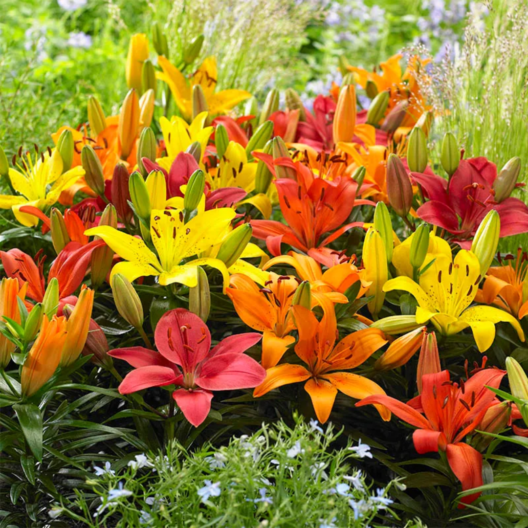 Mixed of 3 or 6 Large, Garden-Ready Lily Plants - Orange, Red & Yellow Flower Colours - Frankton's