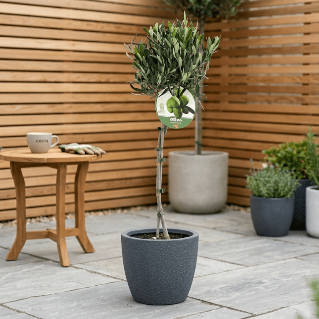 Olive Tree - Frankton's
