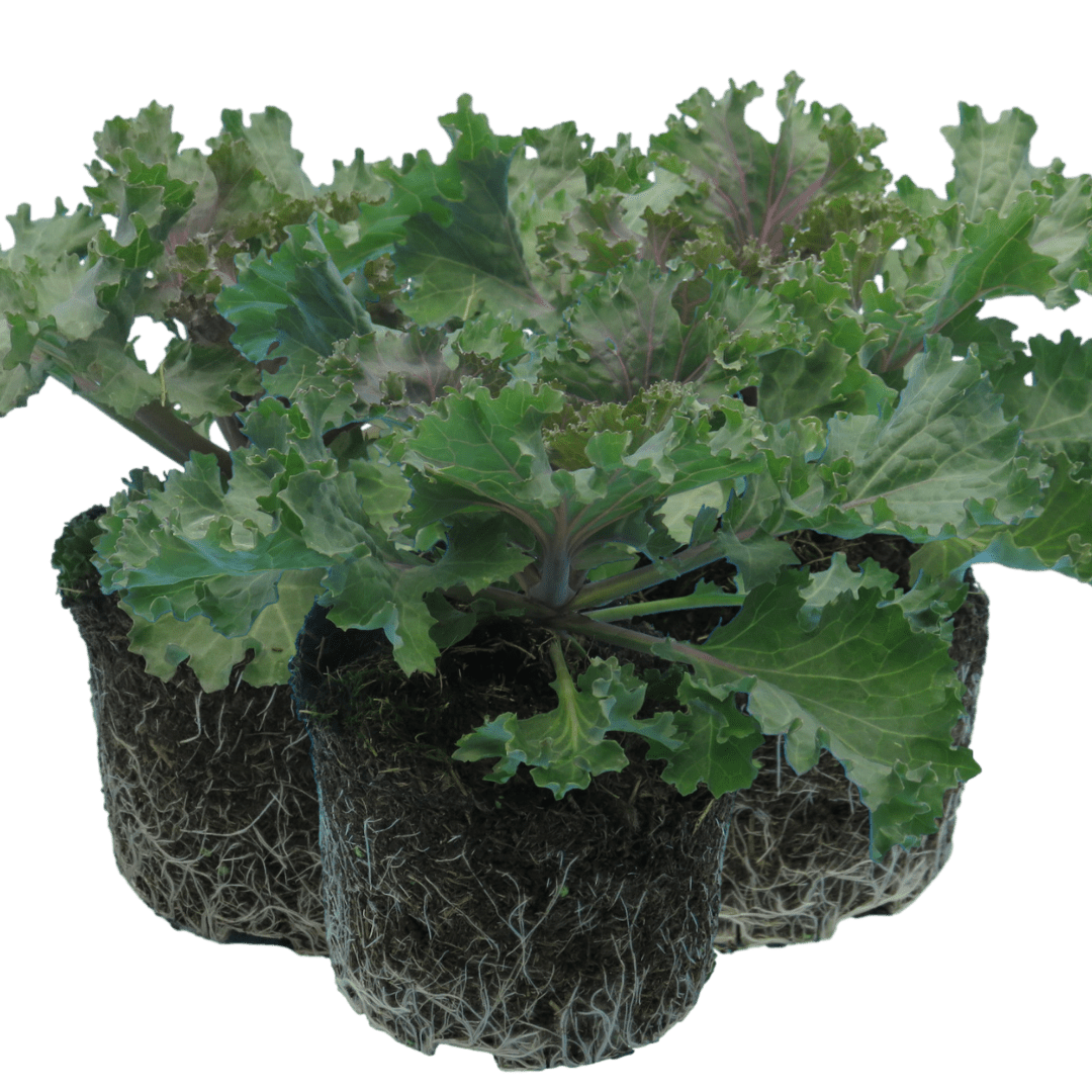 Ornamental Cabbage Rose - Frankton's