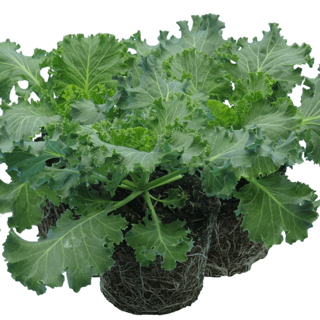 Ornamental Cabbage White - Frankton's