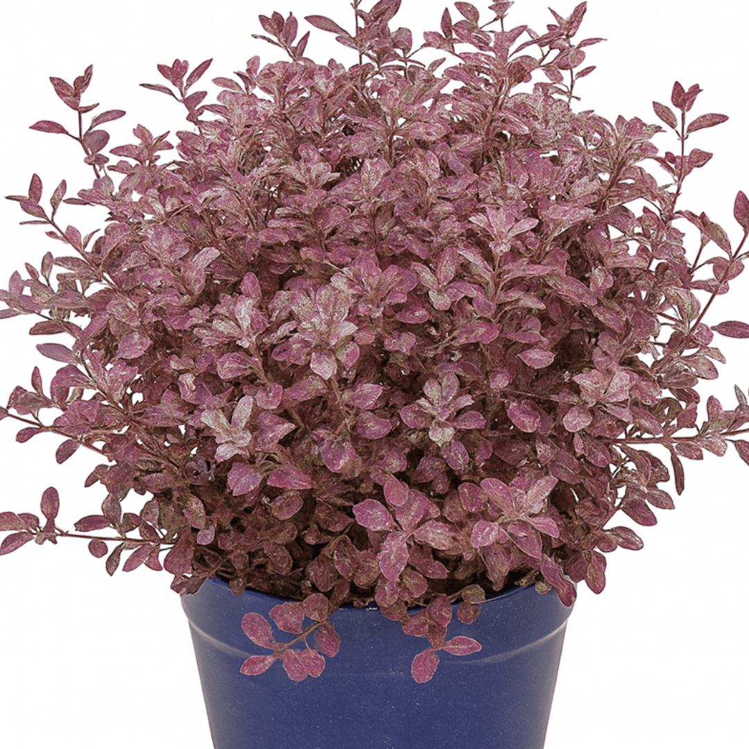 Pittosporum Bannow Bay - Frankton's