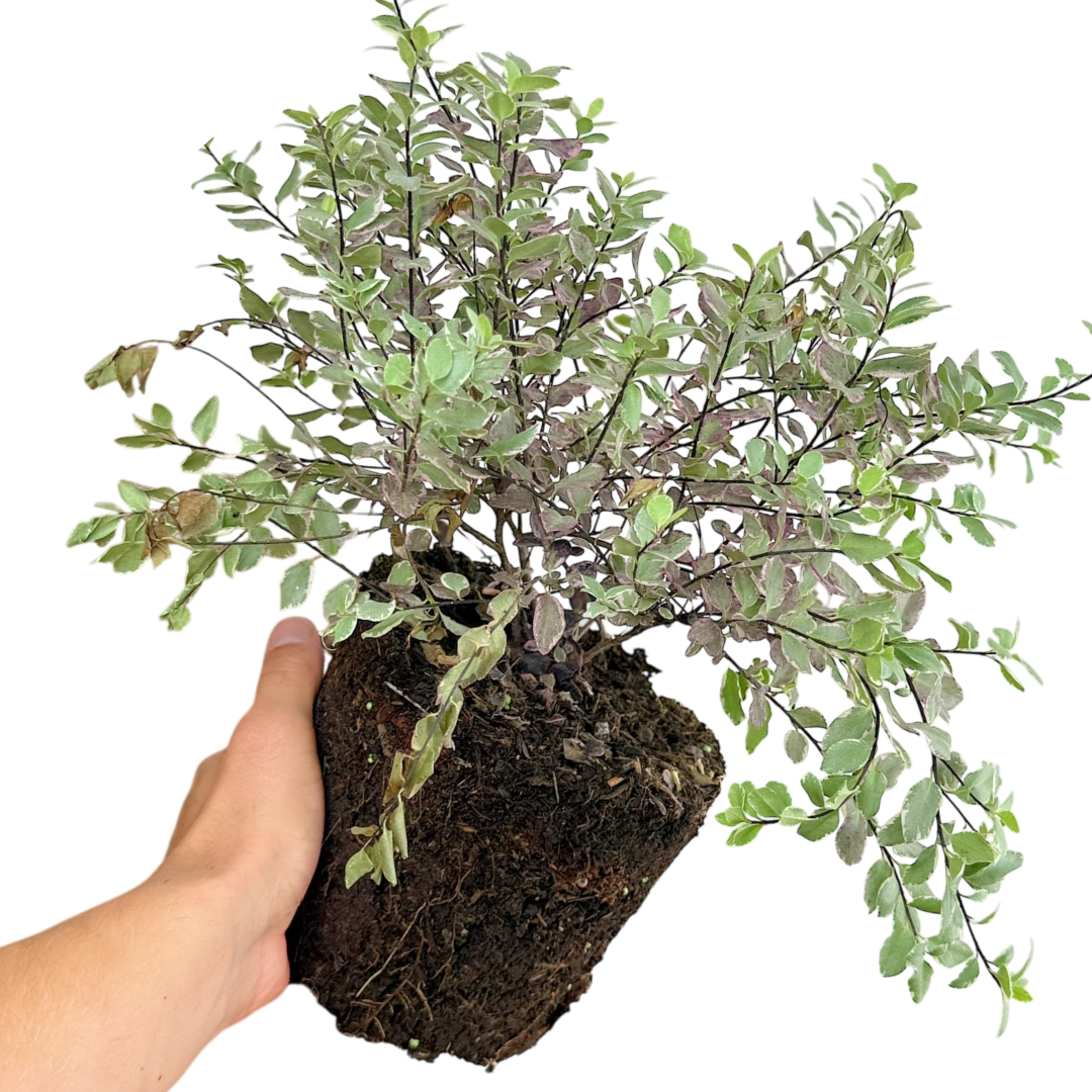 Pittosporum Bannow Bay - Frankton's