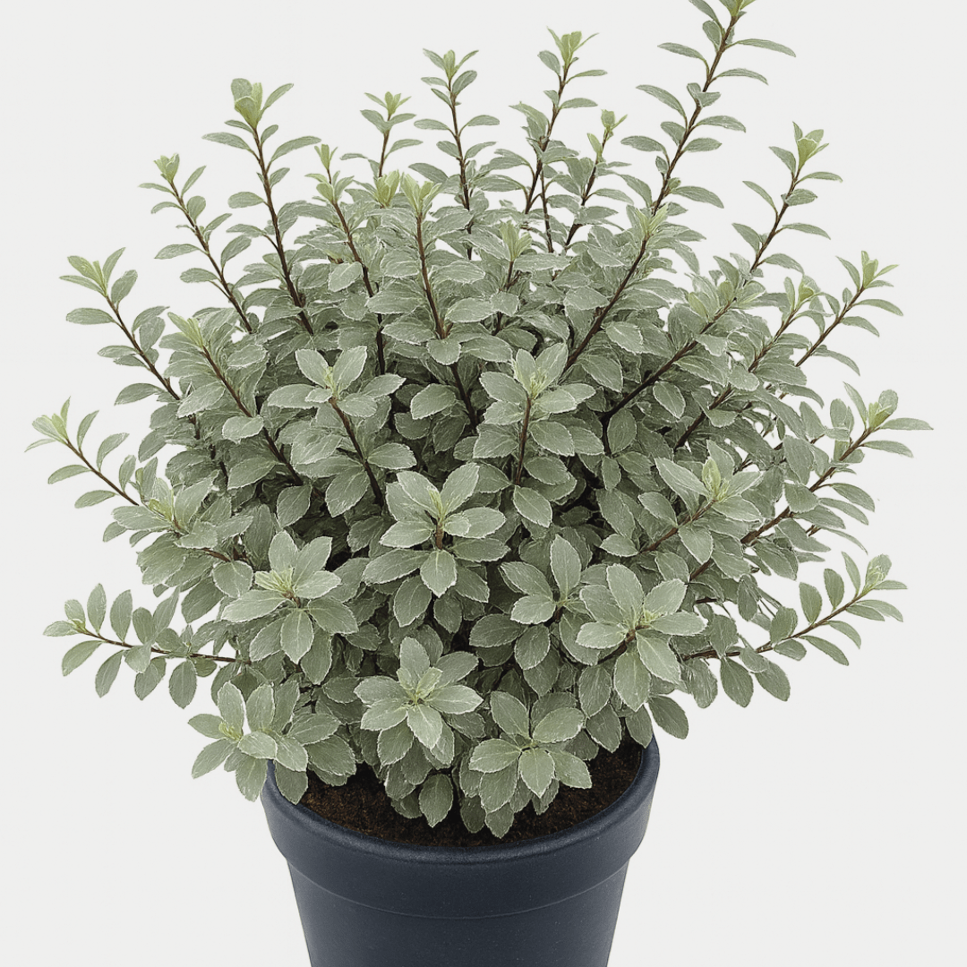 Pittosporum Silver Ball - Frankton's