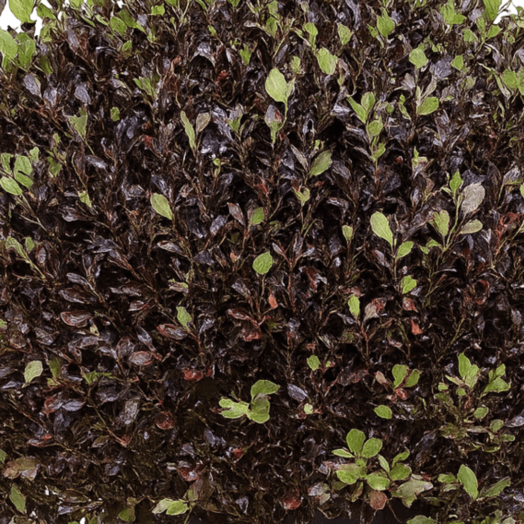 Pittosporum Tom Thumb - Frankton's
