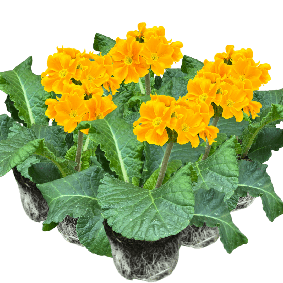 Polyanthus Orange - Frankton's