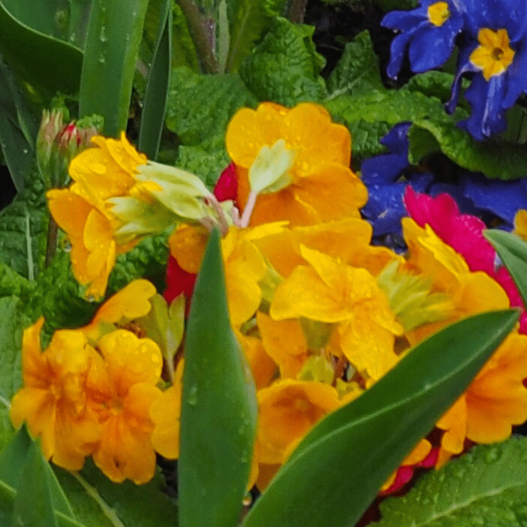 Polyanthus Orange - Frankton's