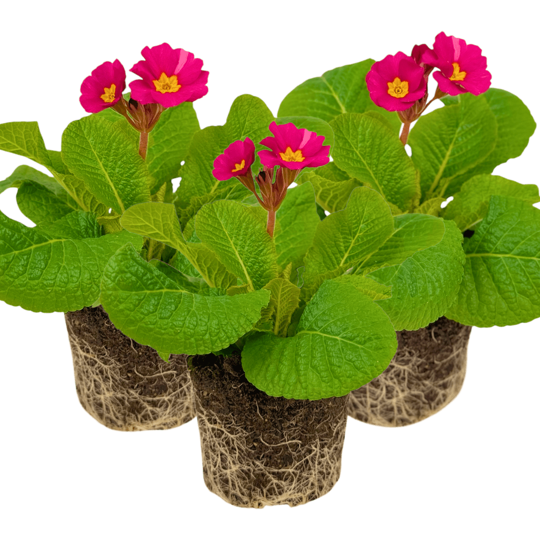 Polyanthus Stella Cherryade - Frankton's