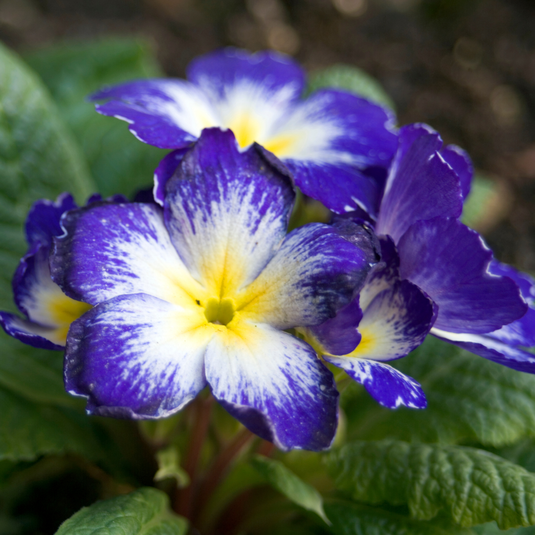 Primrose Blue Bicolour - Frankton's