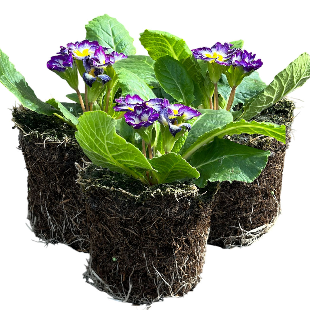 Primrose Blue Bicolour - Frankton's