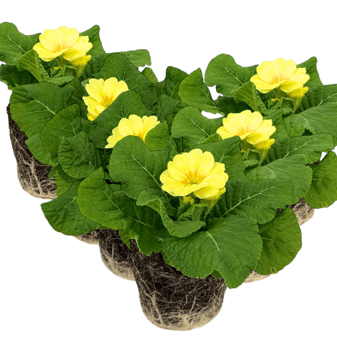 Primrose Cream - Frankton's