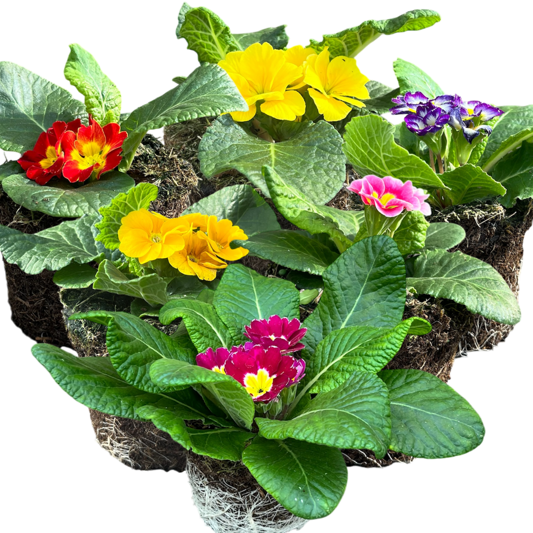 Primrose Growers Selection - Frankton's