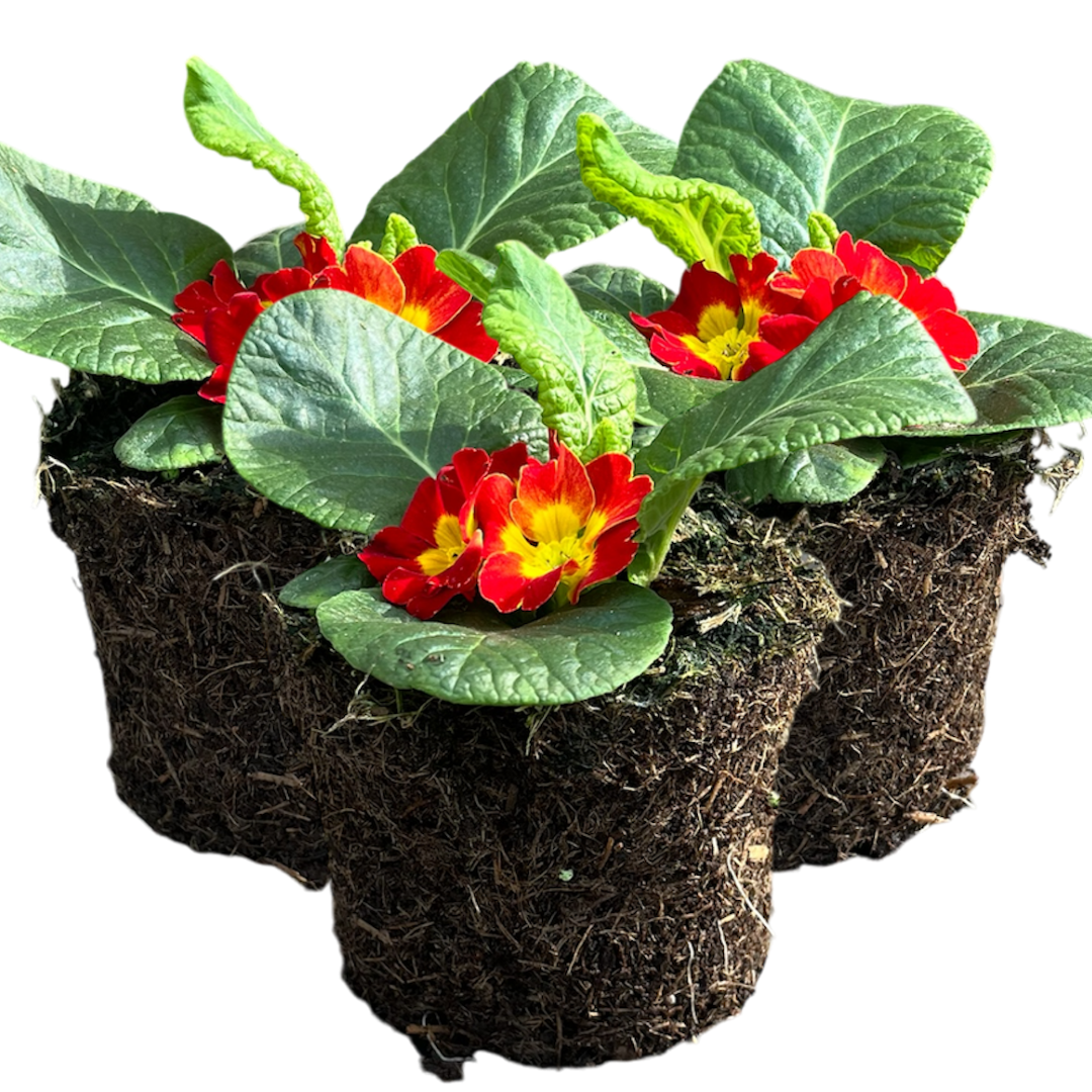 Primrose Red - Frankton's