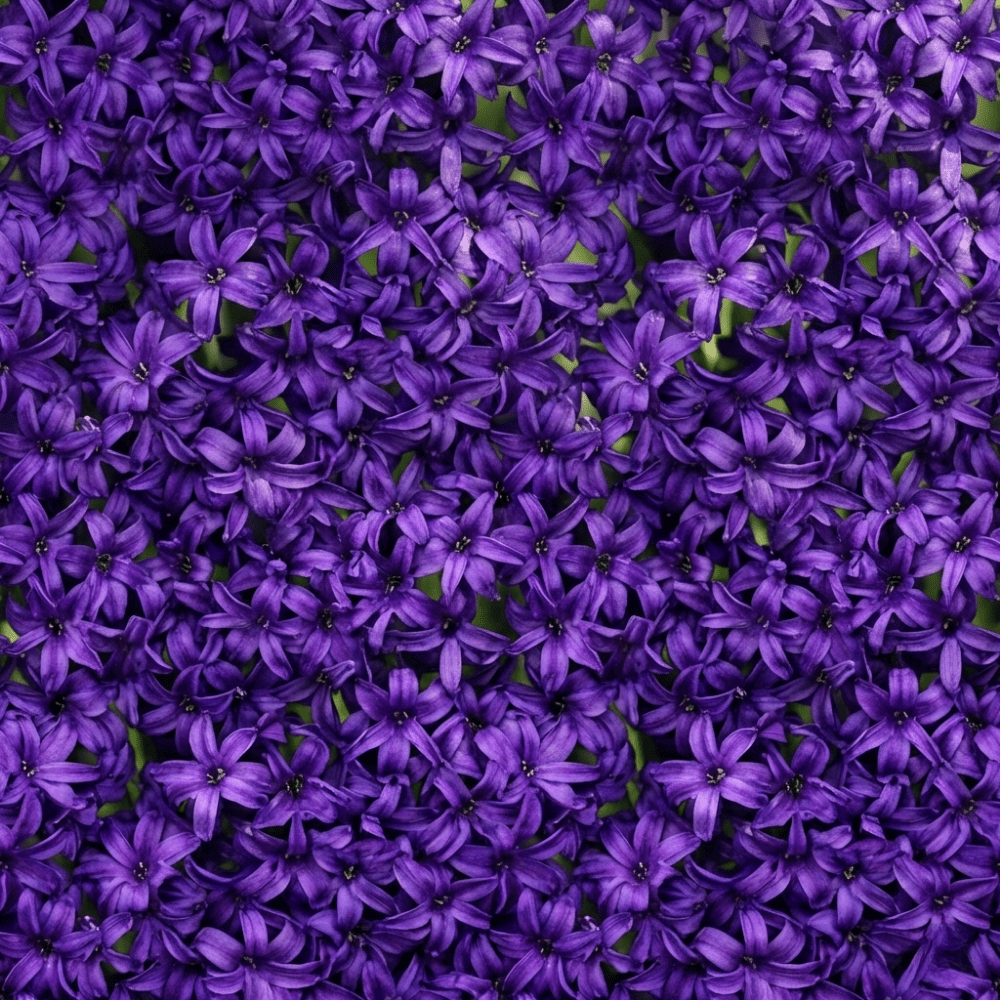 Purple Hyacinth Plants in Pots – 3 x 1 Litre Pots (9 Flowering Bulbs) - Frankton's