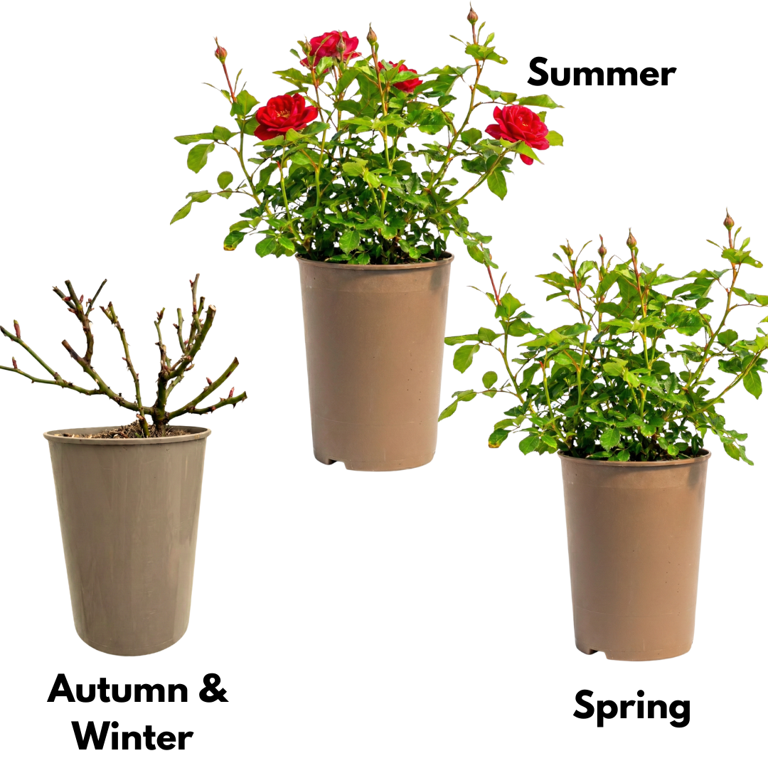 Rose - Bush - Red - Frankton's