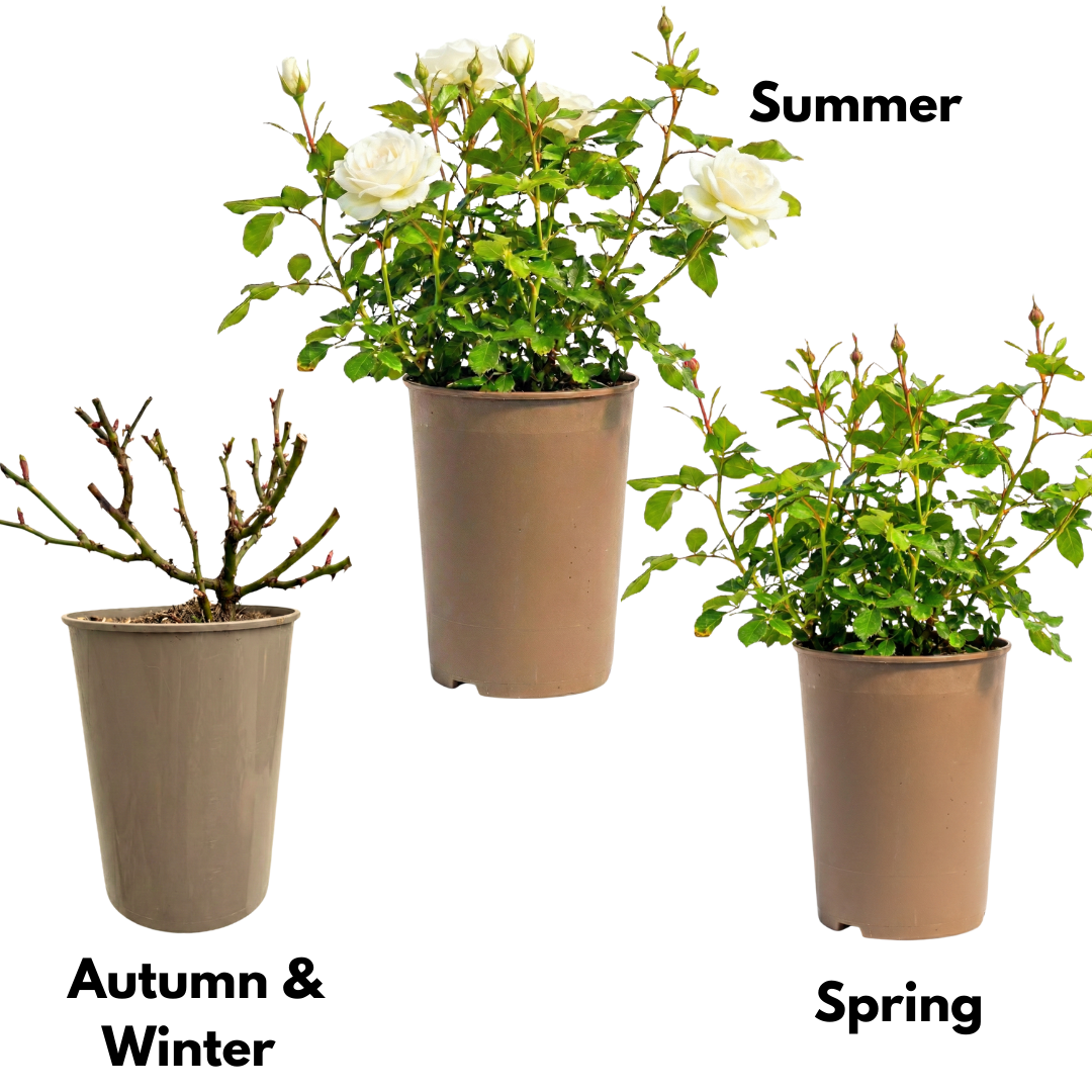 Rose - Bush - White - Frankton's