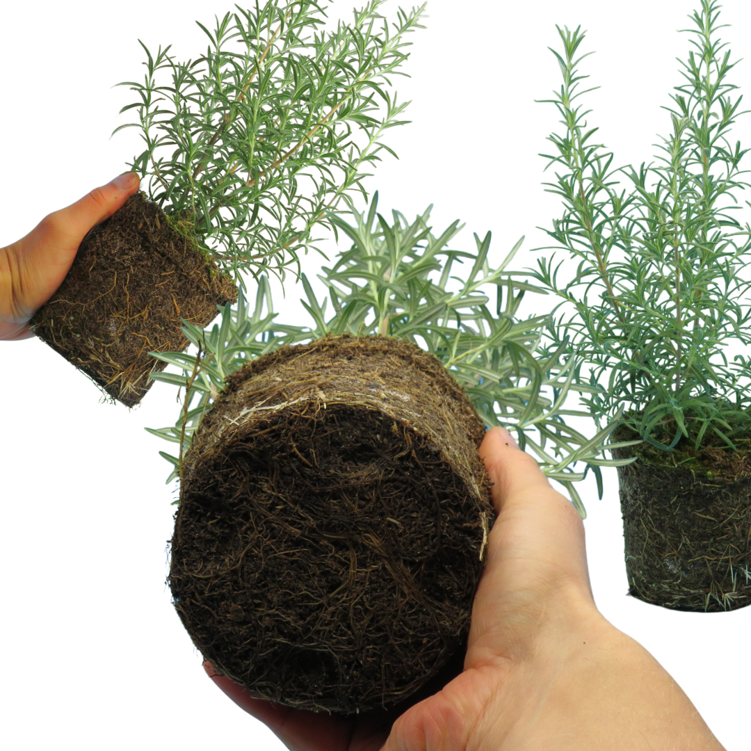 Rosemary Mix - Frankton's