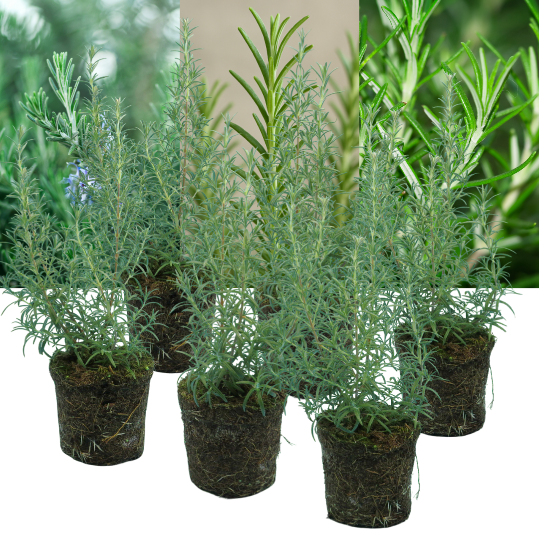 Rosemary Mix - Frankton's
