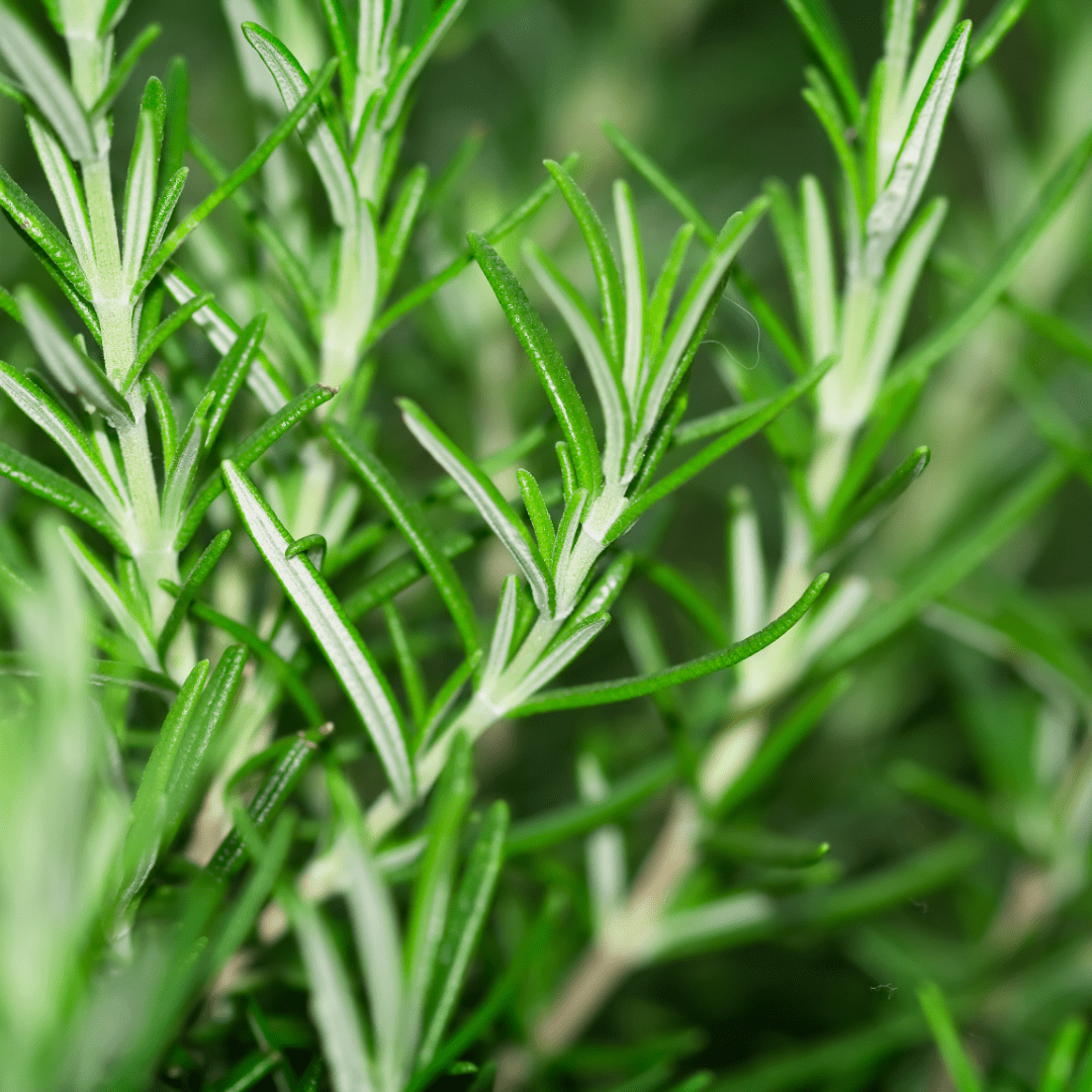 Rosemary Mix - Frankton's