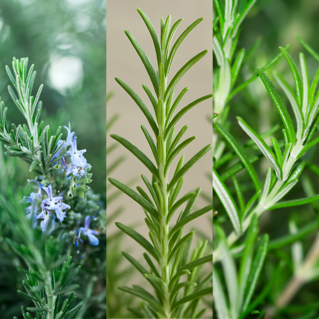 Rosemary Mix - Frankton's