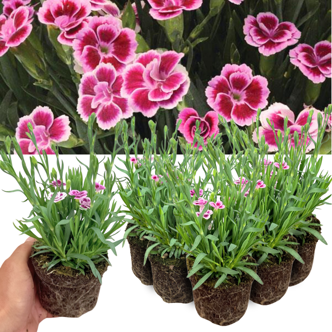 Set 3 or 6 Large Plants - Dianthus Pink Kisses, Ready to Plant in Your Garden - Frankton's