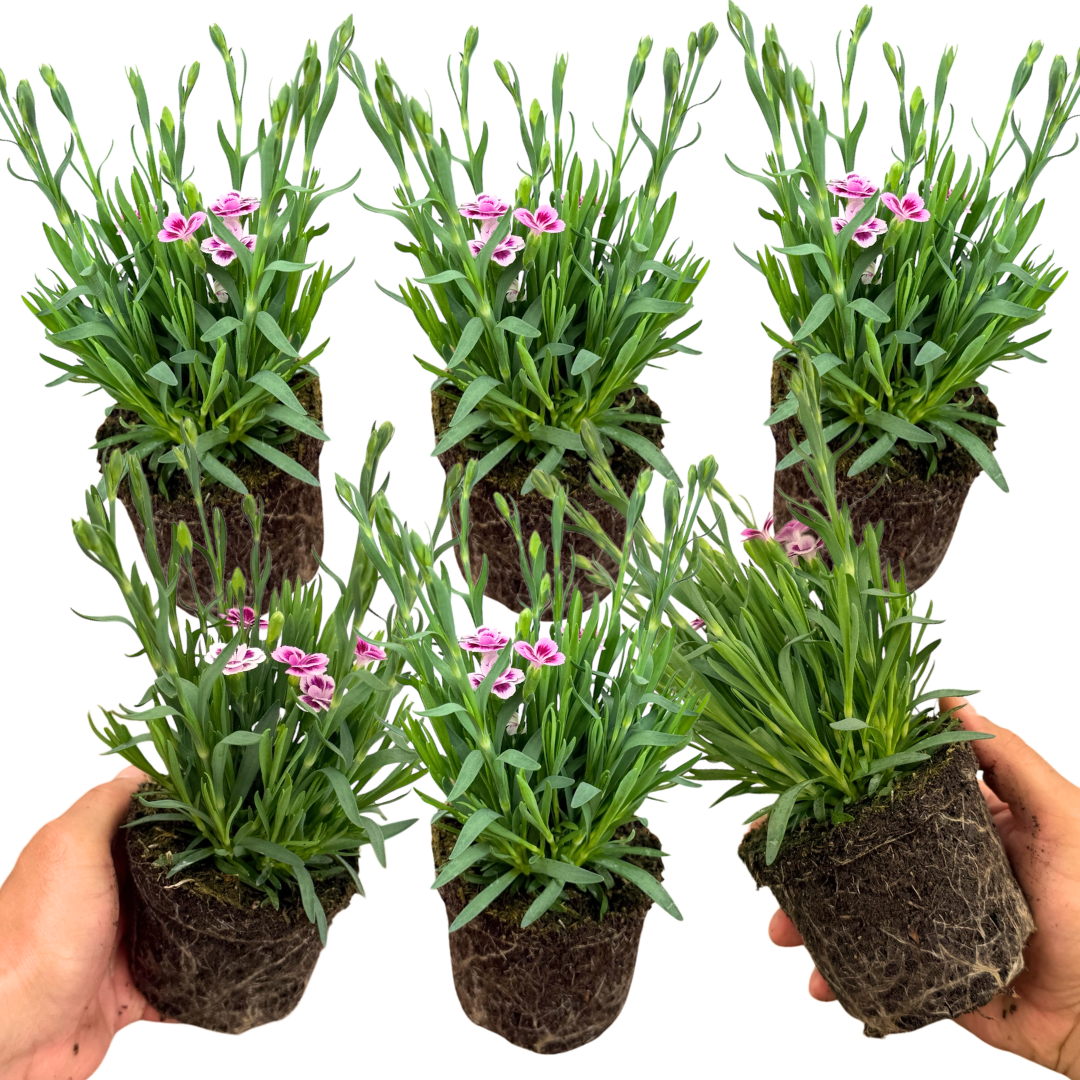 Set 3 or 6 Large Plants - Dianthus Pink Kisses, Ready to Plant in Your Garden - Frankton's