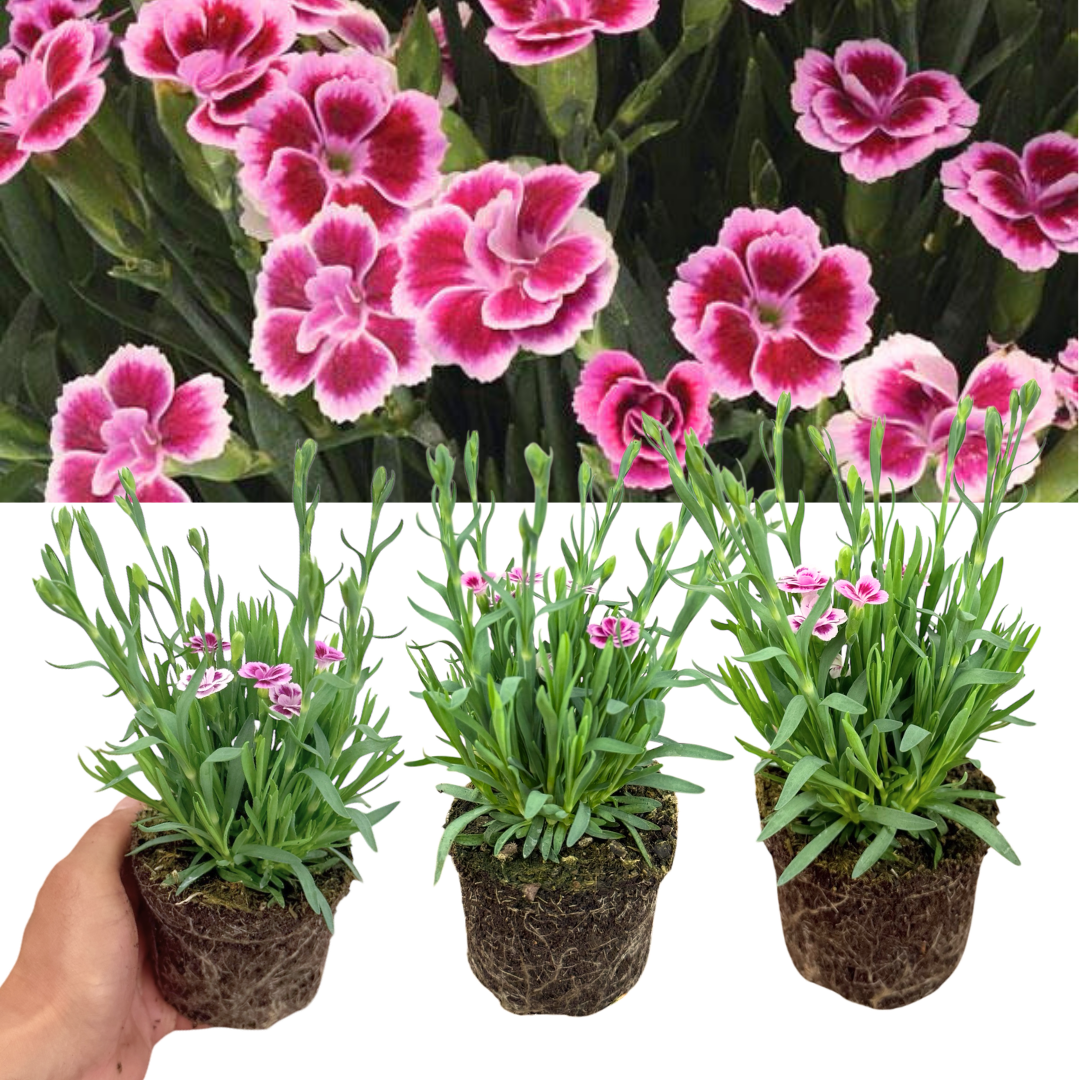 Set 3 or 6 Large Plants - Dianthus Pink Kisses, Ready to Plant in Your Garden - Frankton's
