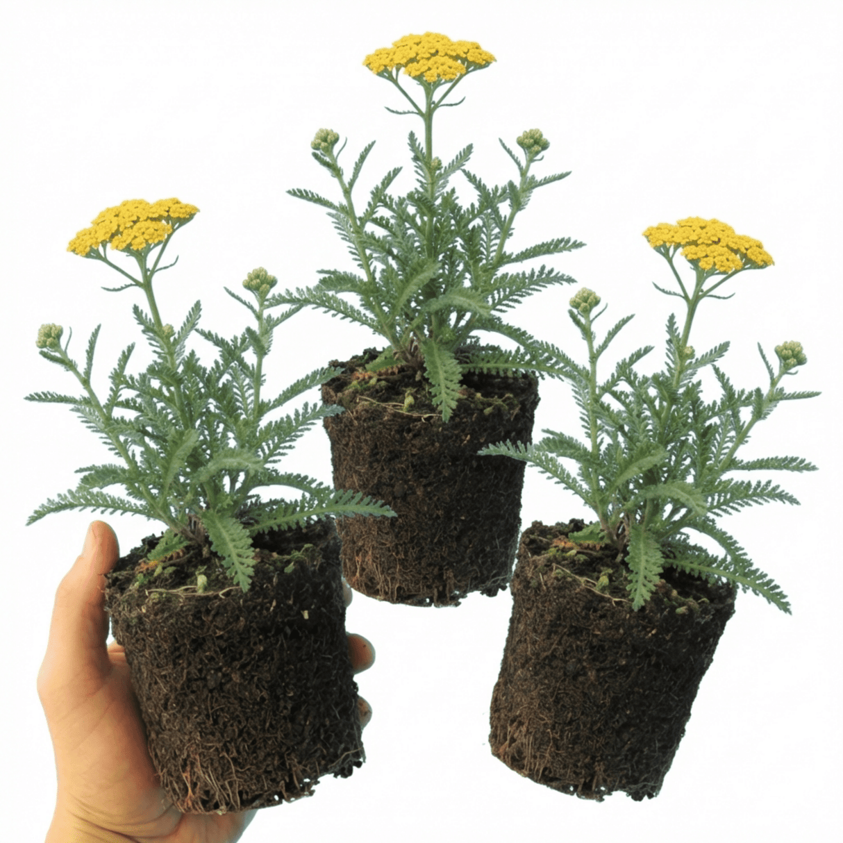 Set of 3 or 6 Achillea Cloth of Gold Yarrow Plants, Hardy Perennial, Bee Friendly Garden Flowers, Outdoor Garden Ready, 1 Litre Root-Ball - Frankton's