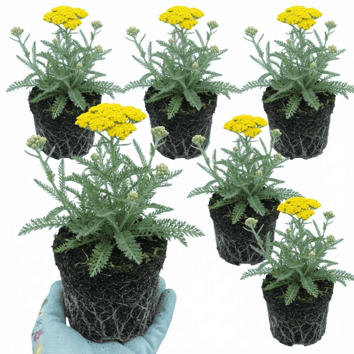 Set of 3 or 6 Achillea Cloth of Gold Yarrow Plants, Hardy Perennial, Bee Friendly Garden Flowers, Outdoor Garden Ready, 1 Litre Root-Ball - Frankton's