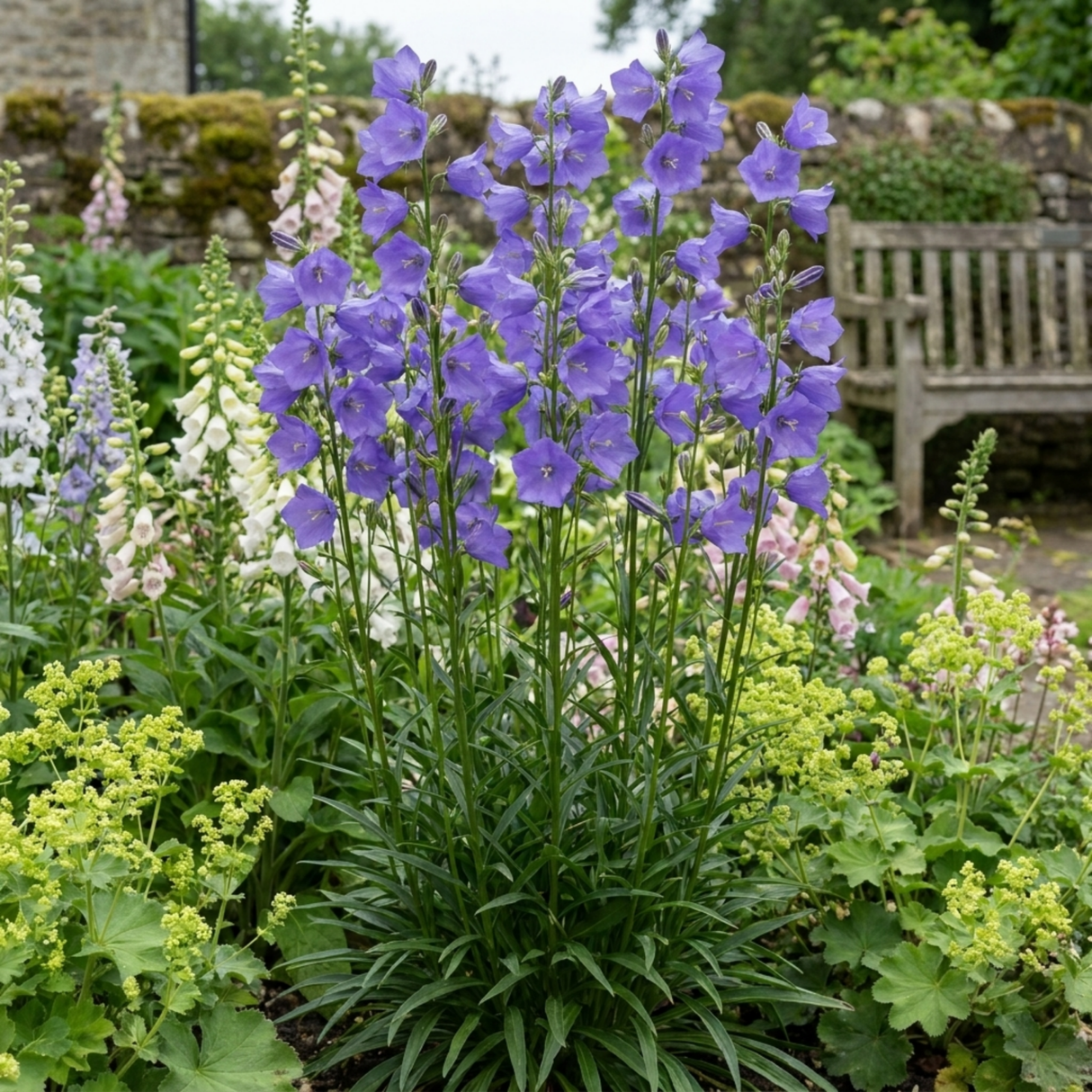 Set of 3 or 6 Campanula Persicifolia Caerulea Hardy Blue Bellflower Plants, Outdoor Garden Ready, 11cm Root-Ball - Frankton's