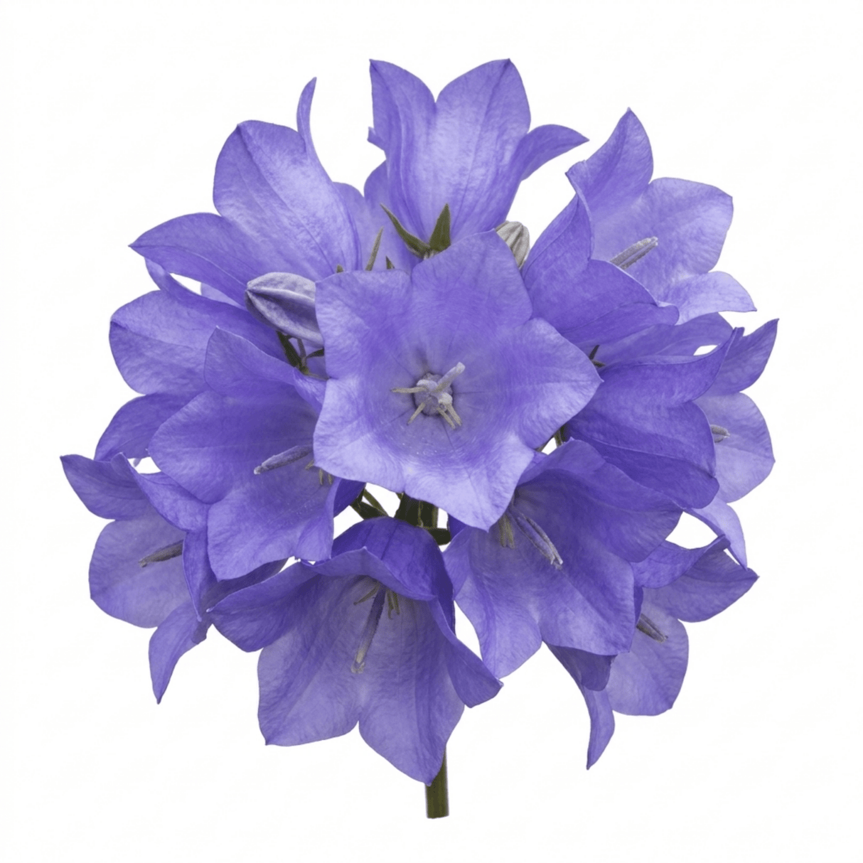 Set of 3 or 6 Campanula Persicifolia Caerulea Hardy Blue Bellflower Plants, Outdoor Garden Ready, 11cm Root-Ball - Frankton's