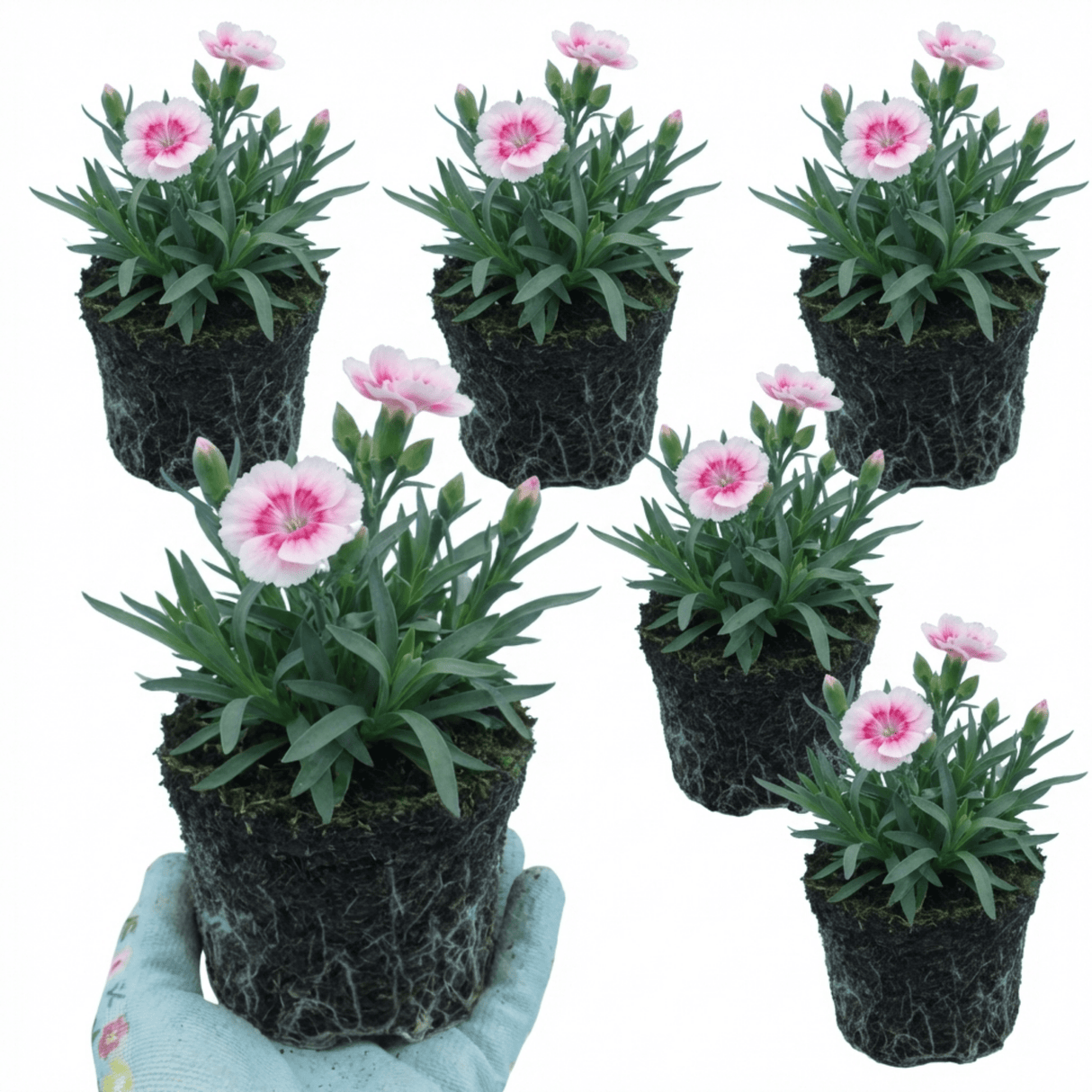 Set of 3 or 6 Carnation Oscar Pink Heart Plants – Fragrant Hardy Perennial Dianthus, Garden Ready, 10.5cm Root-Ball - Frankton's